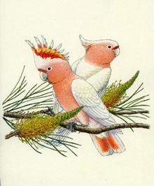 illustration major mitchells
